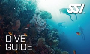 Dive Guide - Divemaster