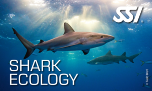 SSI Shark Ecology