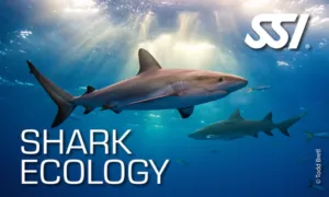 SSI Shark Ecology