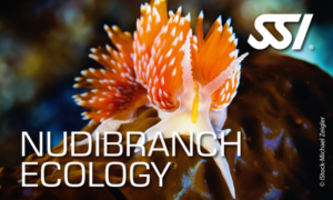ssi nudibranch Ecology