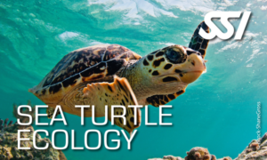 ssi sea turtle ecology
