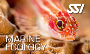 SSI Marine Ecology