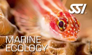SSI Marine Ecology