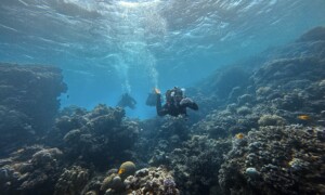 Dahab: korálové útesy (5.-12.12.2026)